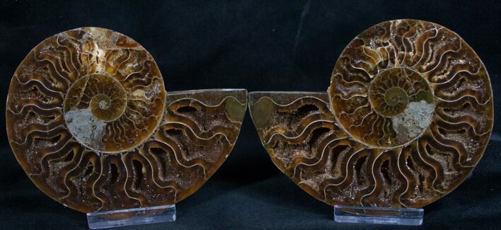 Cut and Polished Ammonite Pair #8008